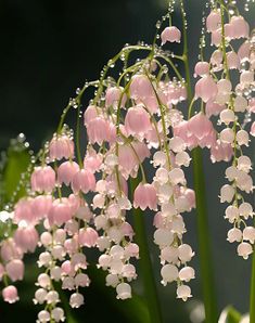 pink and white flowers with water droplets on them