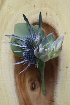 a small succulent plant sitting on top of a wooden piece