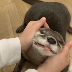 a close up of a person petting a small animal on the floor with wood floors