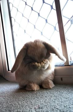 a small rabbit sitting in front of a window with its mouth open and eating something out of it's mouth