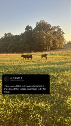 two cows in a field with trees in the background