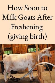 What To Do With Goat Milk, Goat Milk Uses, Goat Types, Goat Milk Butter, Goat Pens, Goat Butter, Goat Milking Stand, Homestead Livestock