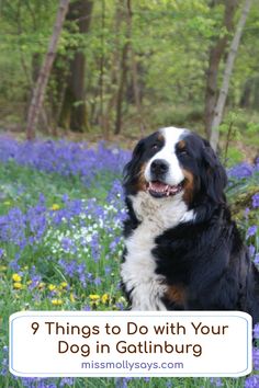 a black and white dog sitting in bluebells with the words 9 things to do with your dog in gatlinburg