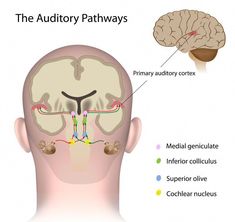 Meneires Disease, Hypoglossal Nerve, Sensory Organs, Brain Inflammation, Spiritual Figures, Ear Health, Medical Medium, Central Nervous System, Hearing Loss