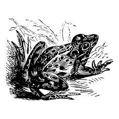 a black and white drawing of a frog sitting on the ground