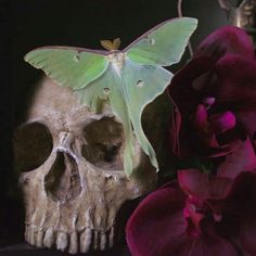 a skull with a green moth on it next to a purple flower and a butterfly