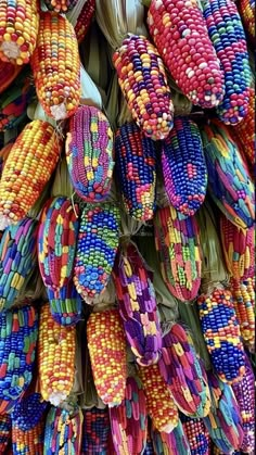 colorful corn on the cob hanging from hooks