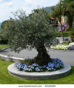 an olive tree in the middle of a flower garden with blue flowers and greenery