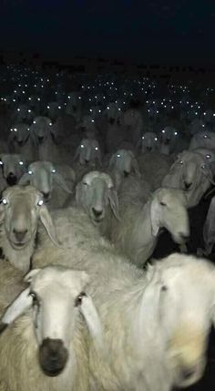 a herd of sheep standing next to each other