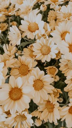 yellow and white flowers with green leaves in the background