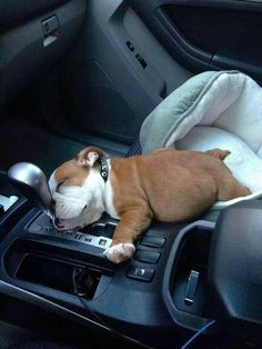 a brown and white dog laying on top of a car radio