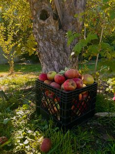 a crate full of apples sitting under a tree