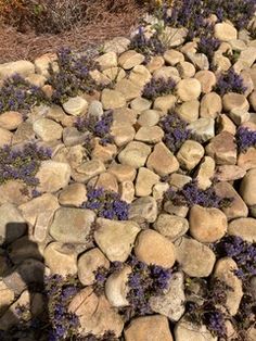 some rocks and purple flowers are growing on the ground