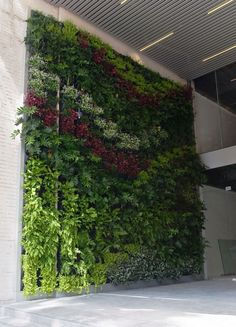 an indoor living wall with plants growing on it