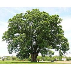 Black Willow Trees are prized as landscaping and shade trees and very fast growing and easy to maintain. Popular for its skinny leaves and strong branches and beautiful black bark. A must for any tree lover or outdoor space. Makes a great memorial tree. Tree Reference, Black Oak Tree, Oak Tree Tattoo, White Oak Tree, Privacy Trees, Tree Seedlings, Beautiful Trees, Oak Trees, Tree Photography