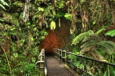 a wooden walkway leading to a tunnel in the jungle with trees and ferns on both sides