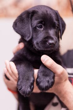 a person holding a black puppy in their lap with one paw on the dog's chest