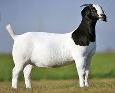 a black and white goat standing on top of a grass covered field