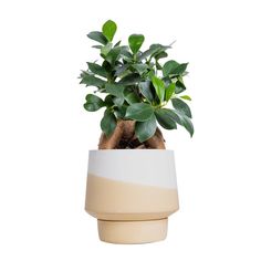 a potted plant with green leaves in it