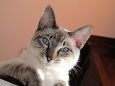 a cat with blue eyes sitting on top of a table looking at the camera while it's paw is in the air