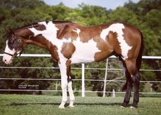 a brown and white horse standing on top of a lush green field