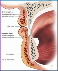 an image of the anatomy of the stomach