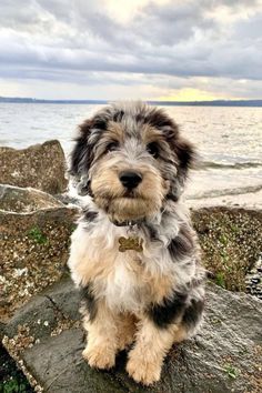 Aussiedoodle Full Grown, Mini Aussiedoodle, Dog Crossbreeds, Sunday Friends, Cute Dogs Images, Hypoallergenic Dogs, Cute Animals Puppies, Very Cute Dogs, Really Cute Dogs