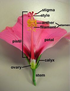 the parts of a pink flower on a white background with names in english and spanish