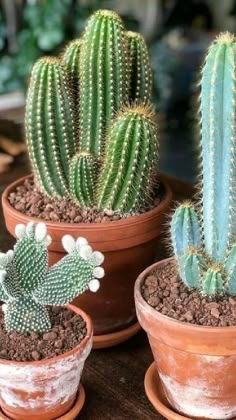 three potted cactus plants sitting on top of a wooden table next to each other