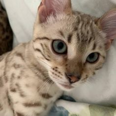 a small cat with blue eyes sitting on a blanket looking at the camera while it's laying down