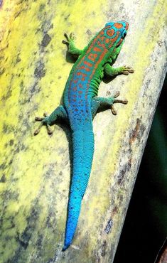 a blue and red lizard sitting on top of a rock