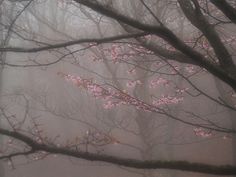 pink flowers are blooming in the foggy woods