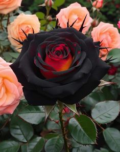 black rose with red center surrounded by pink roses