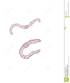 the letter s is for worms