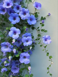 blue flowers are growing on the side of a white wall with green leaves and stems