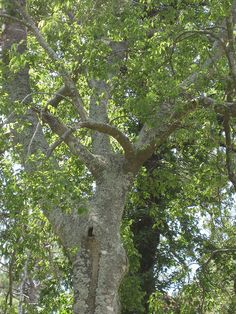 a bird is sitting in the middle of a tree with its nest on it's trunk