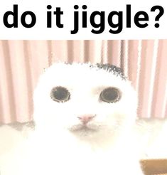 a white cat sitting on top of a table next to a sign that says do it jiggle?