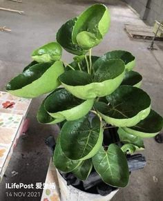 there is a potted plant with green leaves