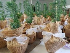 several bags filled with small trees on top of a table