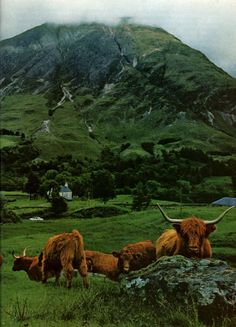 cows are grazing on the grass in front of a mountain