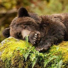 a brown bear laying on top of a green moss covered rock with the caption i am not a trophy