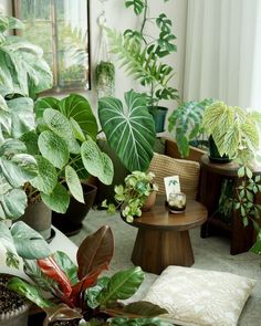 a room filled with lots of different types of plants