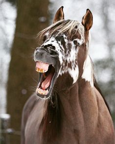 a brown and white horse with its mouth open