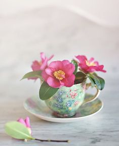 pink flowers are in a teacup on a saucer with green leaves and petals