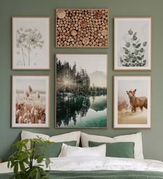 a bedroom with green walls and pictures on the wall above the bed, along with a potted plant