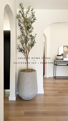 a potted plant sitting on top of a wooden floor next to a white wall