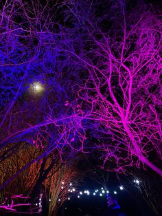 the trees are lit up with purple lights