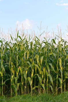 an image of a corn field with blue sky in the background