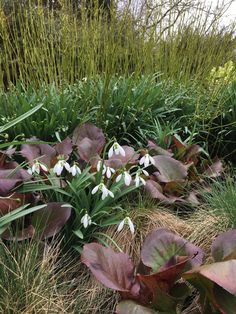 Snowdrops are one of the most beautiful winter flowers you can buy for your garden. They naturalise, meaning they will spread in small clumps to create a wild effect. They look good in hedgerows and as drifts in the grass. We sell all our snowdrops as bulbs, for light-weight transportation, so you can plant them easily at home.��Just dig a little hole, put the bulbs in and cover with soil. For any other gardening advice please contact us.�� Plant Bulbs, Gardening Advice, Winter Flowers, Planting Bulbs, Single Flower, The Grass, Garden Seeds, Garden Plants