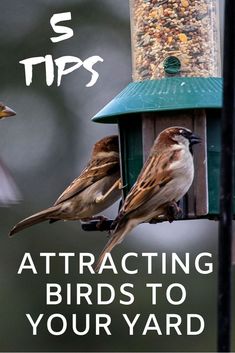 two birds perched on a bird feeder with text overlay saying 5 tips attracting birds to your yard